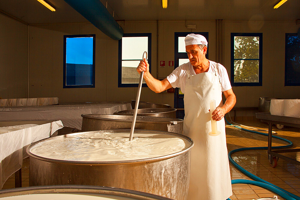 The production of gorgonzola cheese, Novara, Piedmont, Italy, Europe