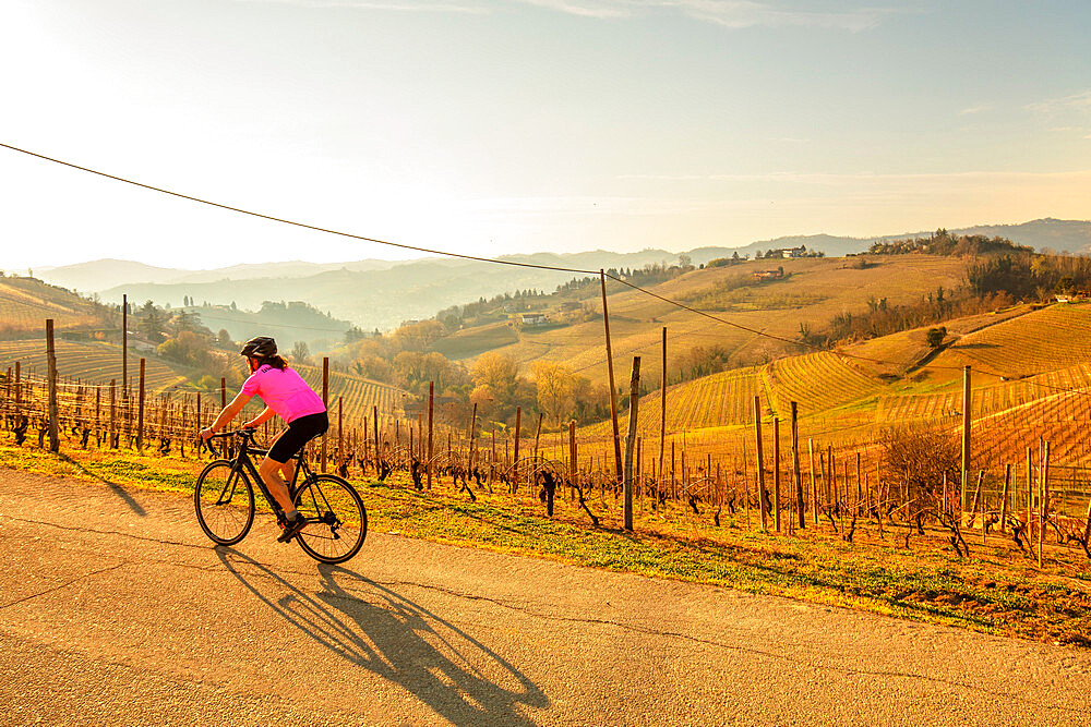 Cyclist passing vineyard on the panoramic route, Canelli, Piedmont, Italy, Europe