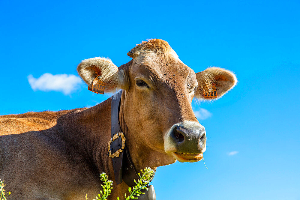 Portrait of a cow, Grande Est, Parco Naturale Veglia-Devero, Val d'Ossola, V.C.O. (Verbano-Cusio-Ossola), Piedmont, Italy, Europe