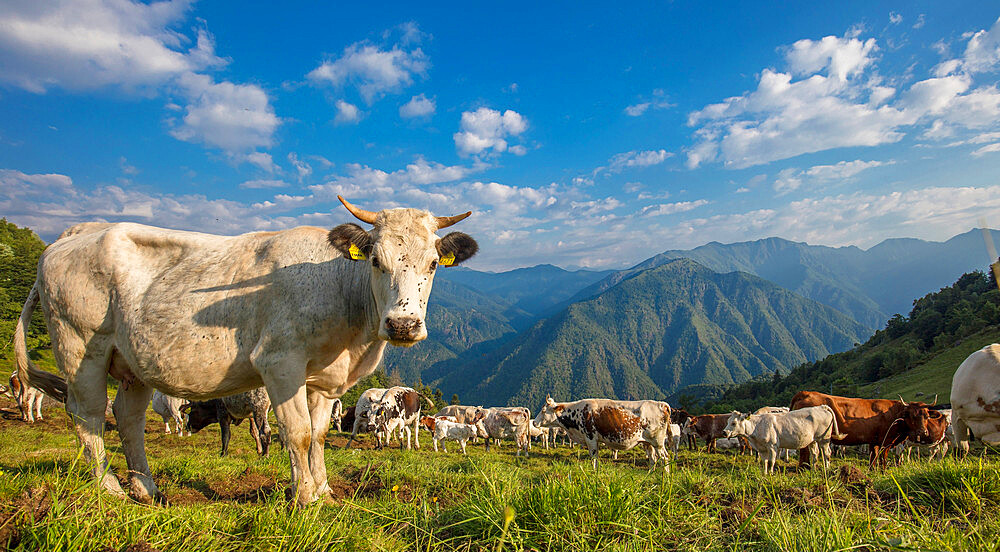 The Bocchetta di Margosio, Valdilana, Biella, Piedmont, Italy, Europe