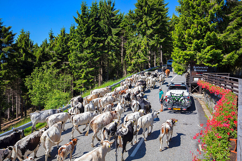 Transhumance on Panoramica Zegna, Bielmonte, Biella, Piedmont, Italy, Europe