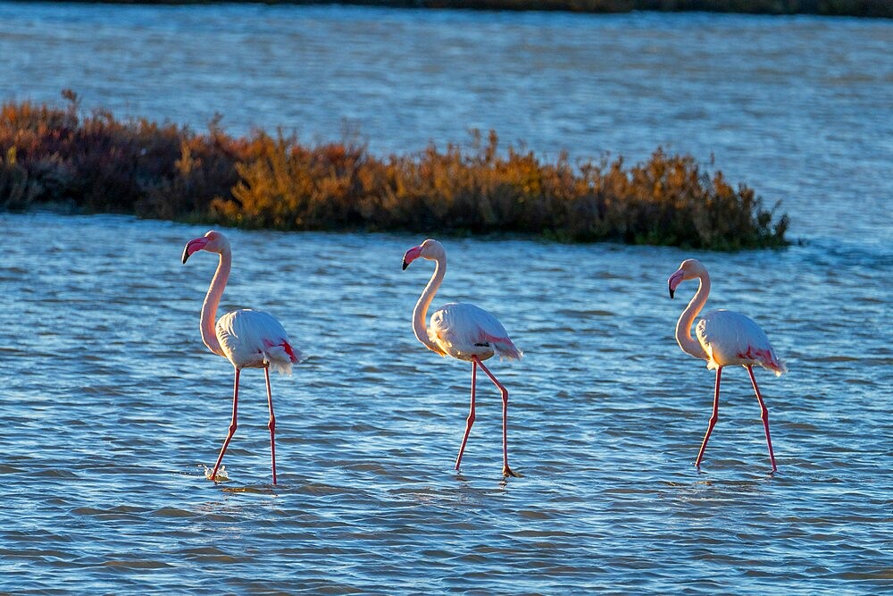 Flamingoes, Route de Caharel, Saintes-Maries-de-la Mer, Camargue, Bouches du Rhone, Provence-Alpes-Cote d'Azur, France, Mediterranean, Europe