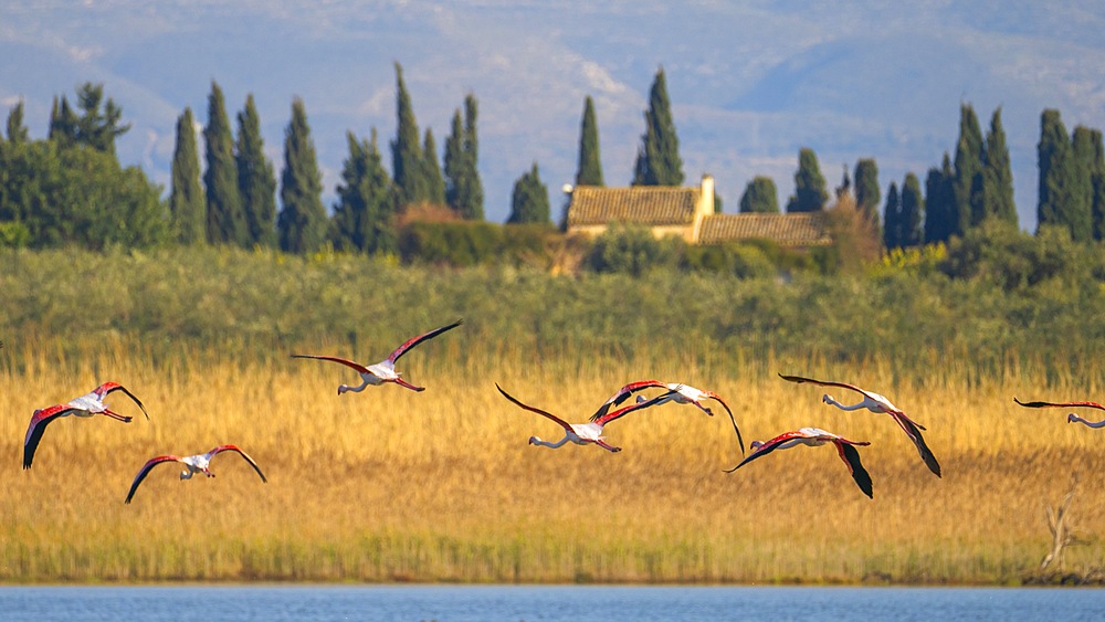 Vendicari Wildlife Oasis, Noto, Syracuse, Sicily, Italy