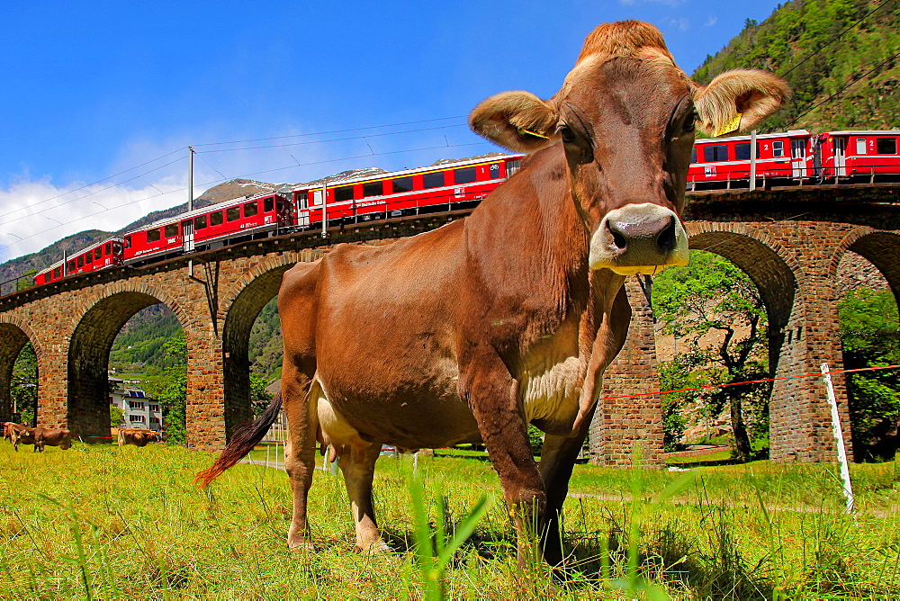 The Bernina Express, Viaduct of Brusio, UNESCO World Heritage Site, Lombardy, Italy, Europe