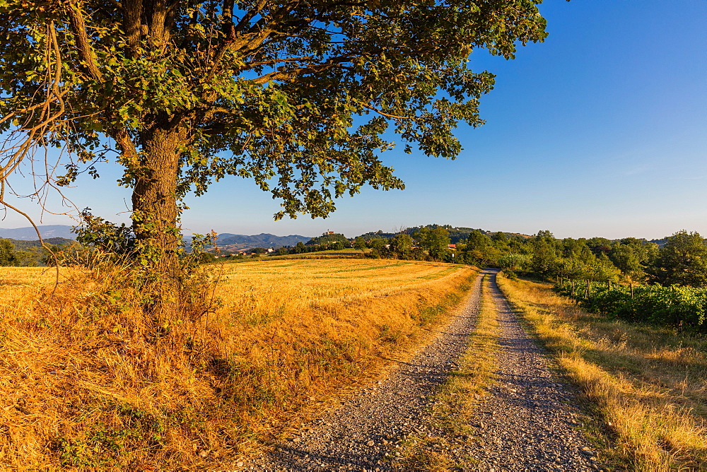 On the Fausto Coppi's roads, white road called Strada Vicinale Montegrande, with Sarezzano in the background, Tortona area, Alessandria, Piedmont, Italy, Europe