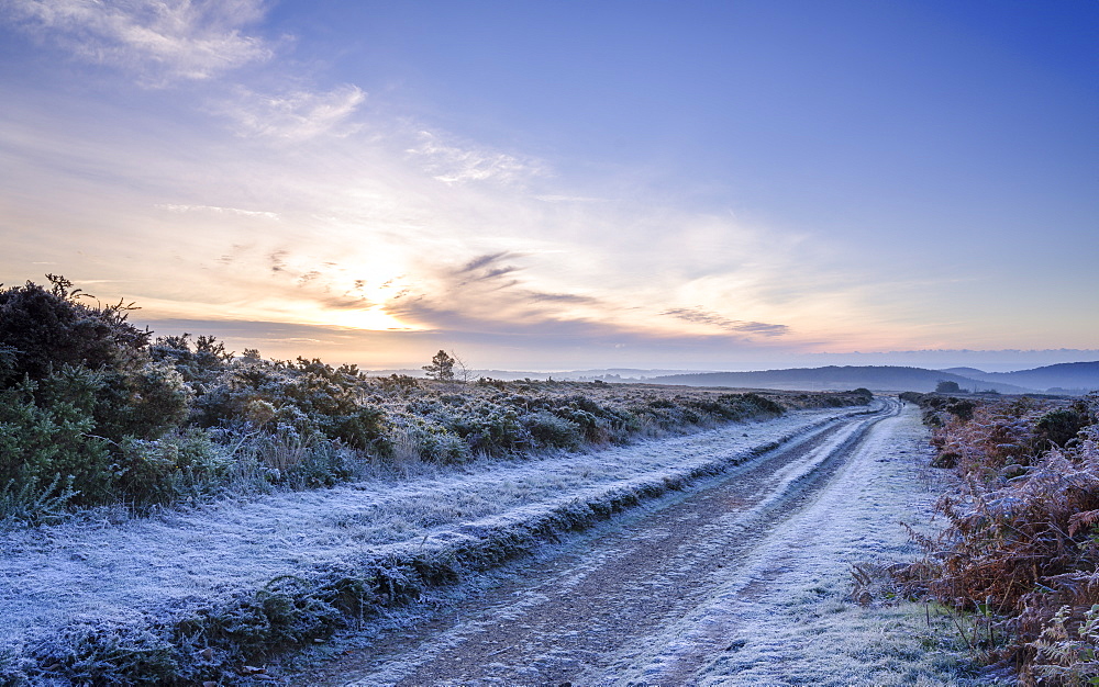 Heavy frost as the sun fights to leave a cloud bank on the heathland of Woodbury Common, near Exmouth, Devon, England, United Kingdom, Europe