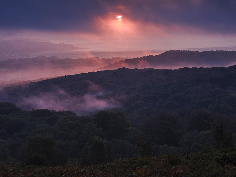 Breaking through cloud, the sun adds a pink hue to heavy mist over Yarner Wood, Dartmoor National Park, Bovey Tracey, Devon, England, United Kingdom, Europe