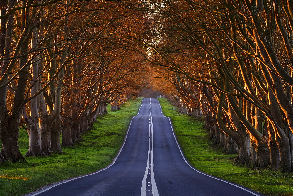 Early spring sunlight on the avenue of ancient beech trees near Kingston Lacy, Dorset, England, United Kingdom, Europe