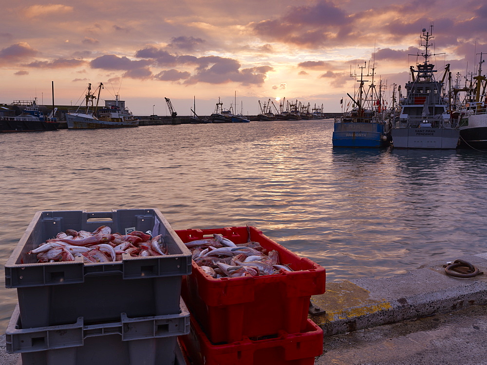 Boxes of Gurnard, just landed from a trawler on the harbourside as the sun rises over the fishing port of Newlyn in Cornwall, England, United Kingdom, Europe