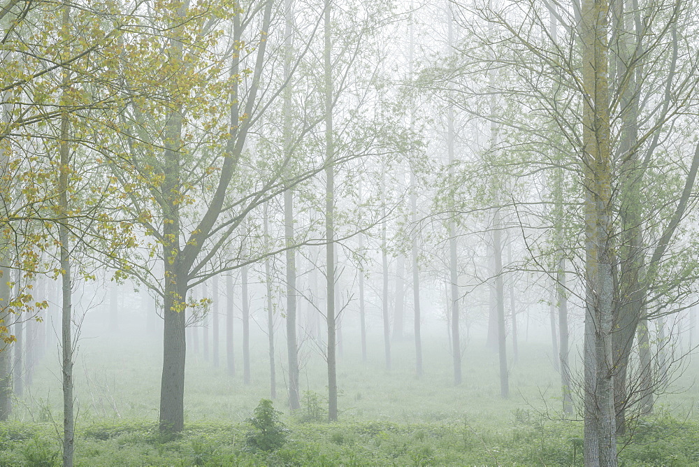 Thick fog amongst a tree plantation with fresh spring leaves at Clyst St. Mary, Devon, England, United Kingdom, Europe