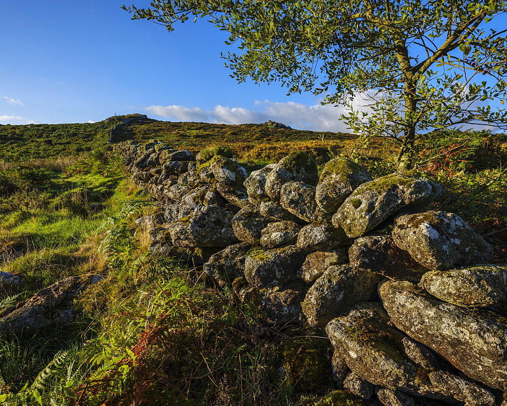 Sun on a stone wall on Holwell Down near Hound Tor, Dartmoor National Park, Bovey Tracey, Devon, England, United Kingdom, Europe