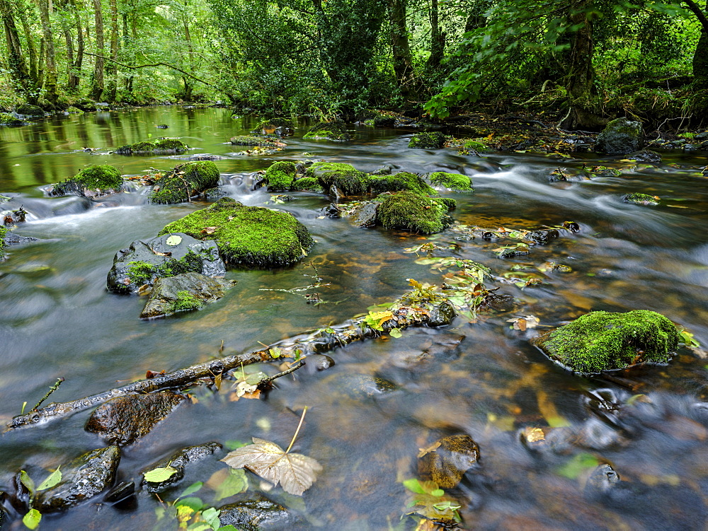 Mossy and wet rocks along with autumn colours surrounding the River Bovey, Dartmoor National Park, Bovey Tracey, Devon, England, United Kingdom, Europe