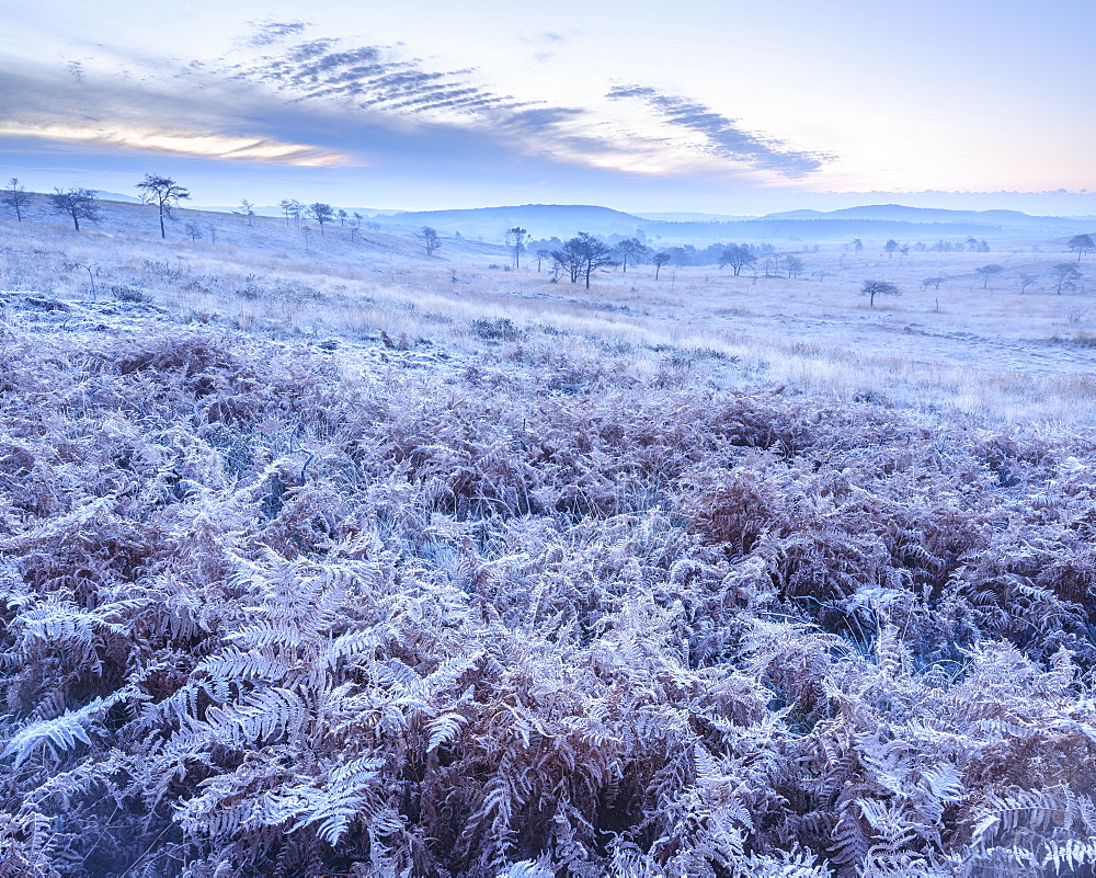 Heavy frost on bracken and a slight mist on the heathland of Woodbury Common, near Exmouth, Devon, England, United Kingdom, Europe