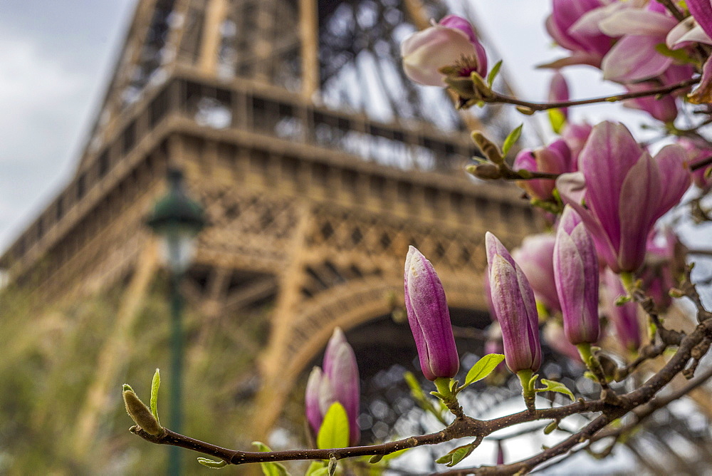 Eiffel Tower, Paris, France, Europe