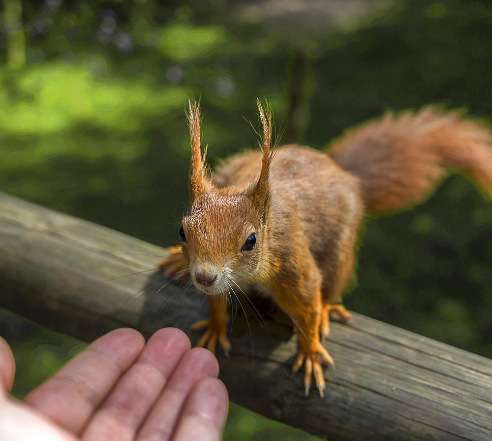 Red squirrel (Sciurus vulgaris), Wildlife park, England, United Kingdom, Europe