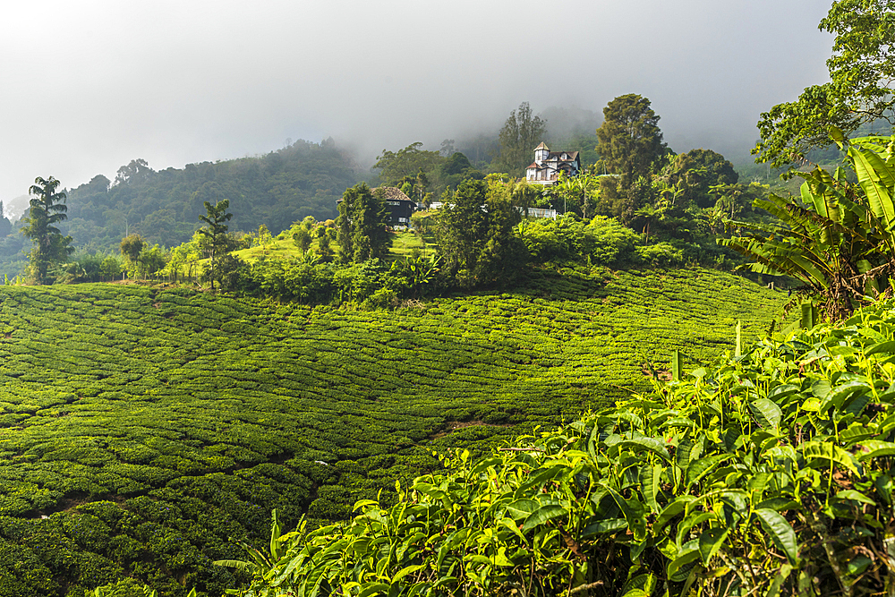 A tea plantation in Cameron Highlands, Pahang, Malaysia, Southeast Asia, Asia