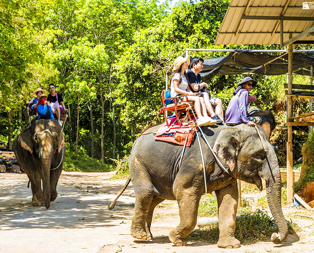 Tourists on an elephant ride in Phuket, Thailand, Southeast Asia, Asia