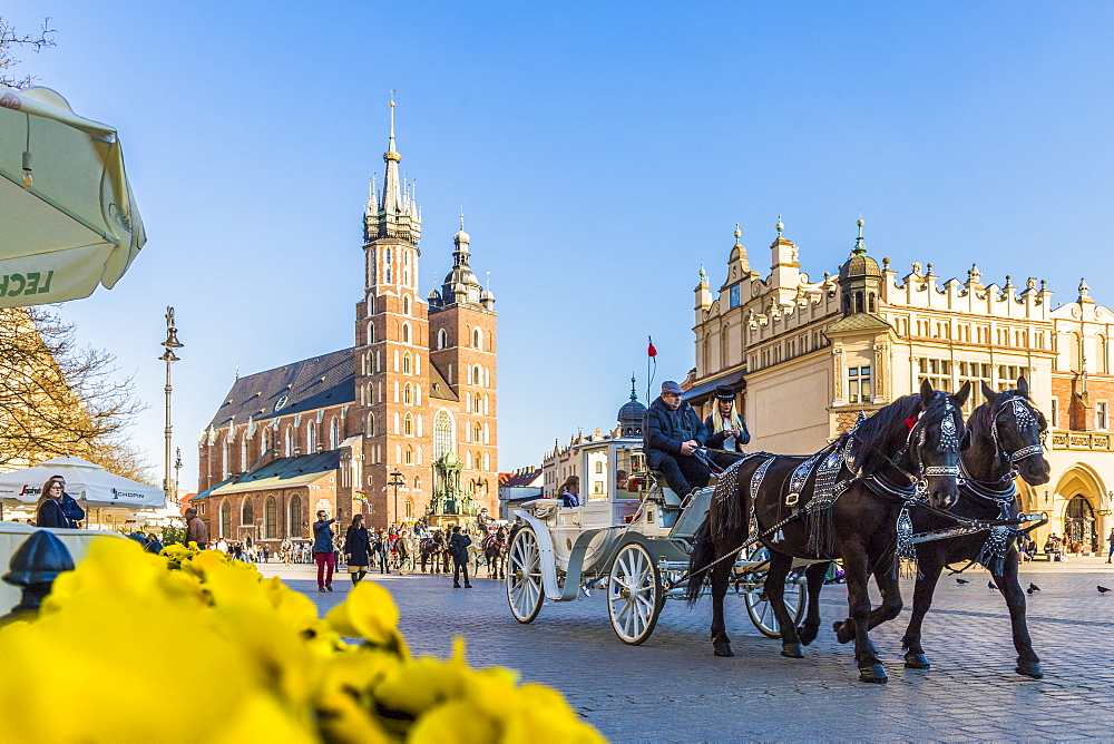 St. Mary's Basilica in the main square in the medieval old town of Krakow, UNESCO World Heritage site, in Krakow, Poland, Europe