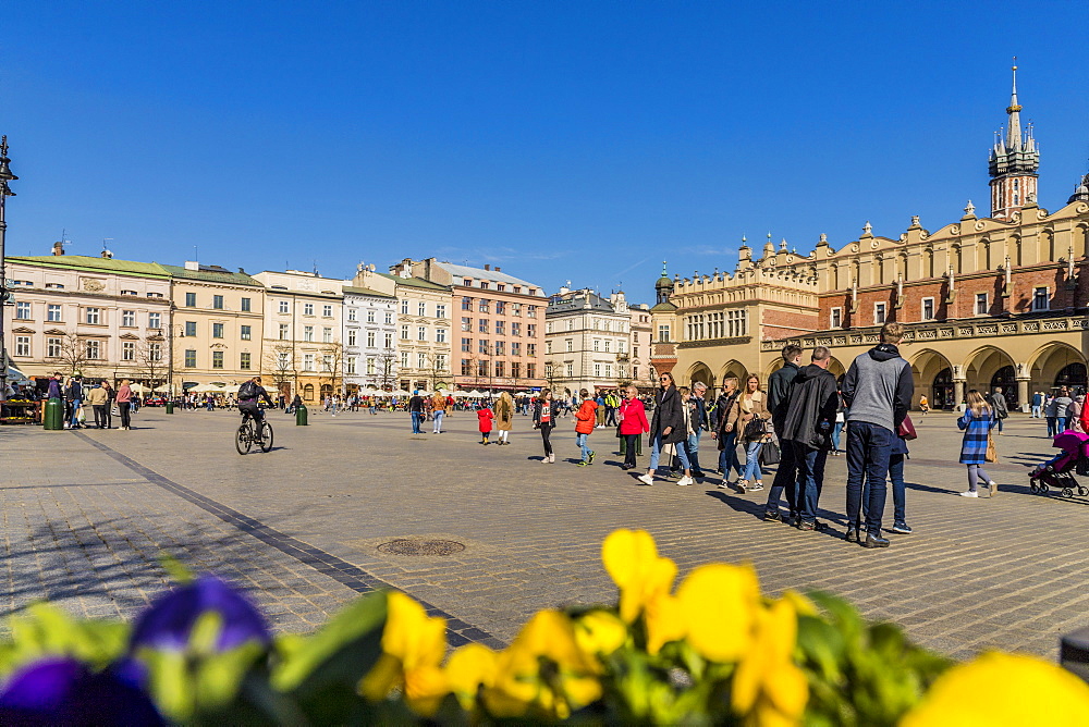 The main square, Rynek Glowny, in the medieval old town Krakow, a UNESCO World Heritage site, in Krakow, Poland, Europe.