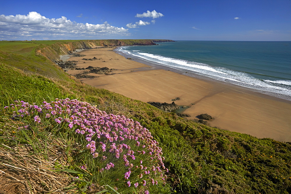 The wide sandy beach from the thrift covered cliff tops at Marloes, Pembrokeshire, Wales, United Kingdom, Europe