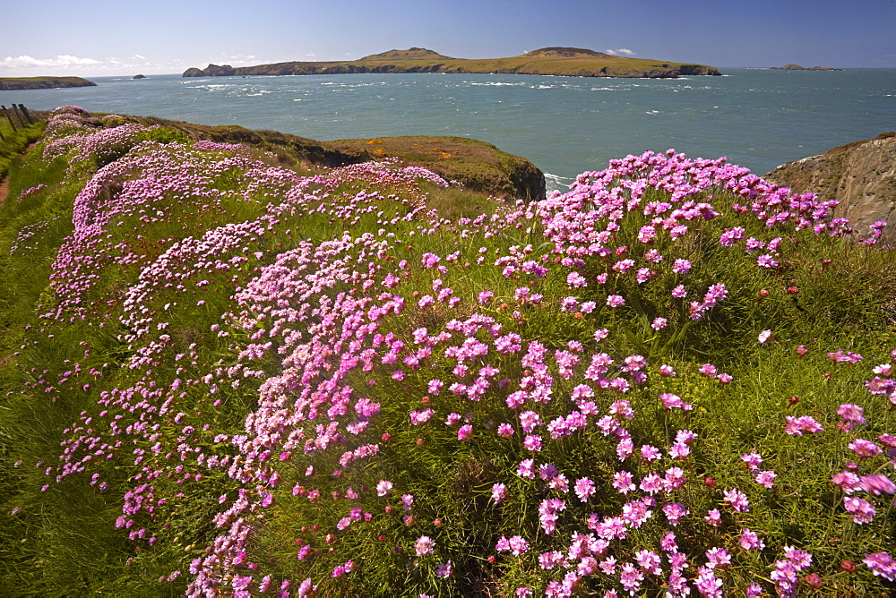 The coastal path along Ramsey Sound with Ramsey Island in the distance, Pembrokeshire, Wales, United Kingdom, Europe