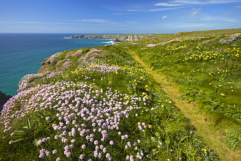 Thrift and Kidney Vetch growing by the coastal path at Carnewas near Bedruthan Steps, Cornwall, England, United Kingdom, Europe