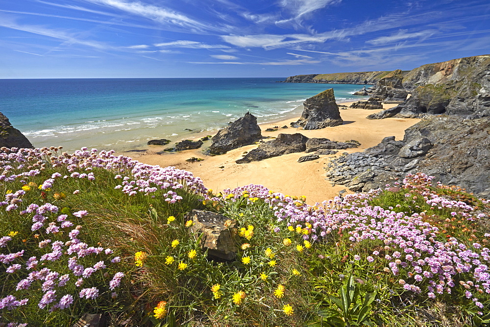 Thrift and Kidney Vetch above Bedruthan Steps, Cornwall, England, United Kingdom, Europe