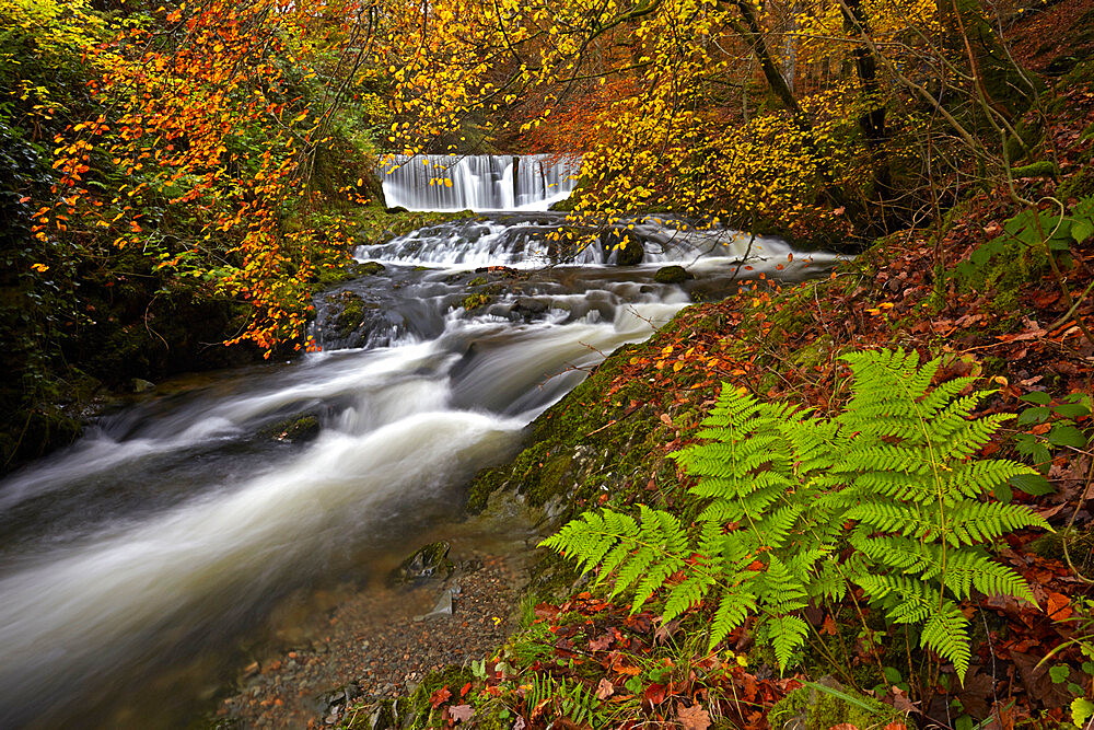 Autumn in Stock Ghyll near Ambleside, Lake District National Park, UNESCO World Heritage Site, Cumbria, England, United Kingdom, Europe