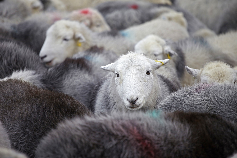 A flock of Herdwick sheep in Cumbria, England, United Kingdom, Europe