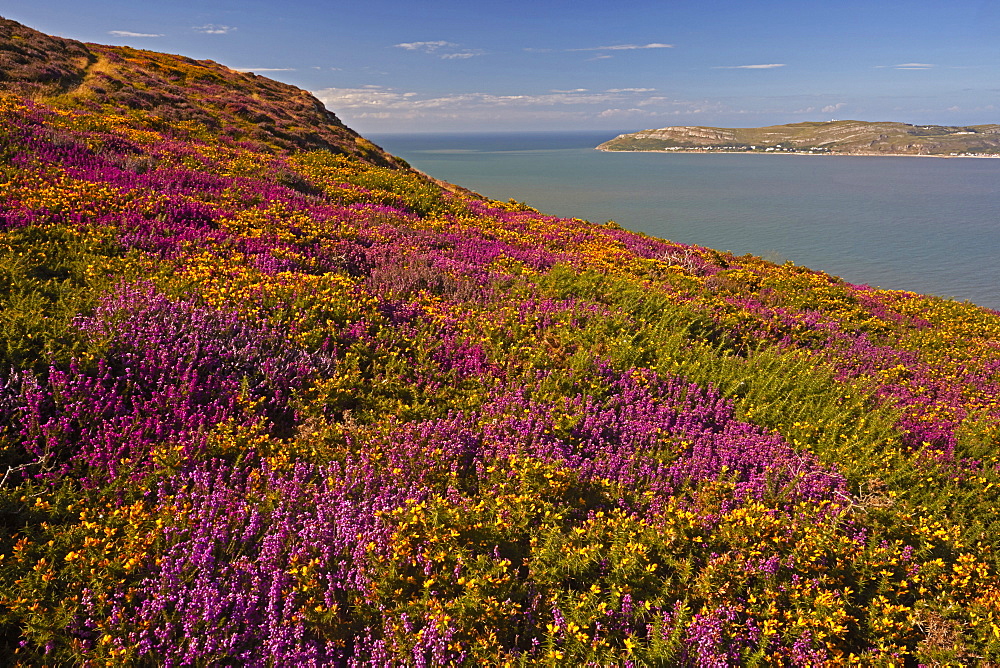 Bell heather and Western gorse looking across Conwy Bay, from Sychnant Pass above Conwy, North Wales, United Kingdom, Europe