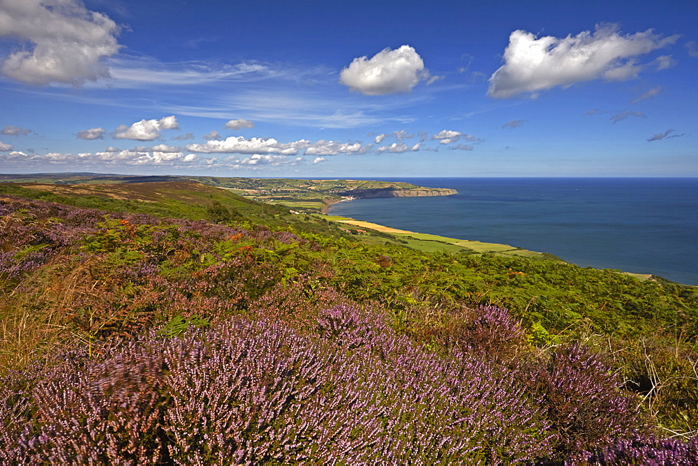 Robin Hood's Bay from the heather covered coast above Ravenscar, North Yorkshire, England, United Kingdom, Europe