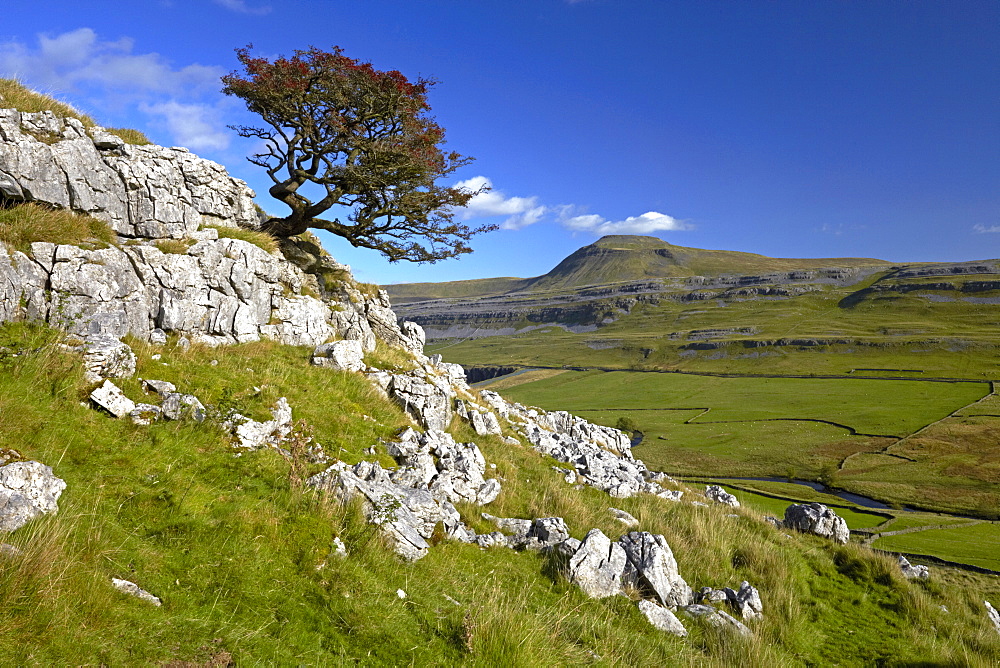 A lone tree on Twistleton Scar with Ingleborough in the distance, Yorkshire Dales National Park, North Yorkshire, England, United Kingdom, Europe