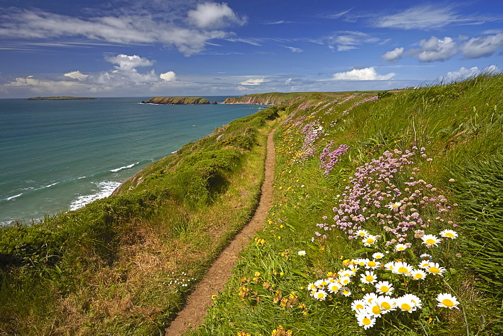 The Pembrokeshire coastal path above Marloes, Wales, United Kingdom, Europe