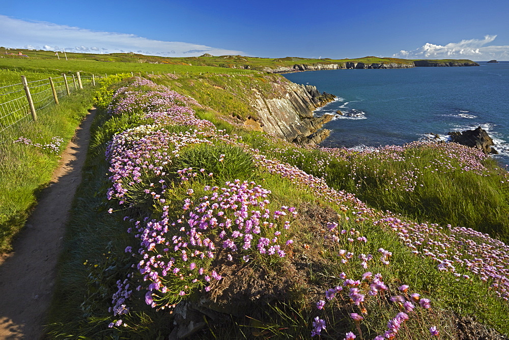 Thrift growing beside the Pembrokeshire coastal path near St. Justinian, Wales, United Kingdom, Europe