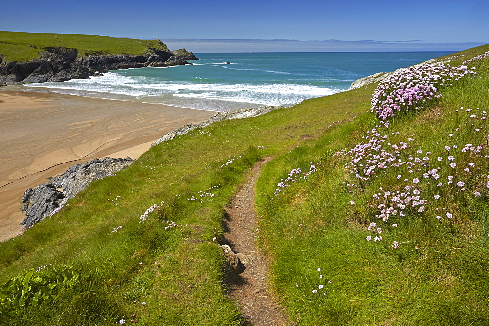 Thrift growing alongside the coastal path above Porth Joke beach near Crantock, Cornwall, England, United Kingdom, Europe