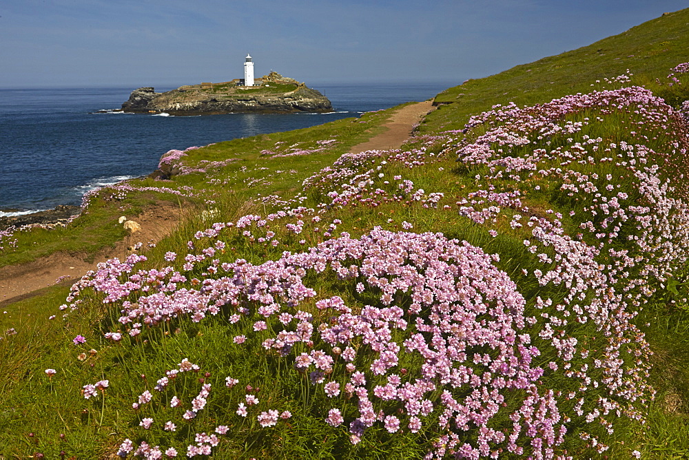 Godrevy lighthouse seen from the thrift covered coastal path at Godrevy Point near Hayle, Cornwall, England, United Kingdom, Europe