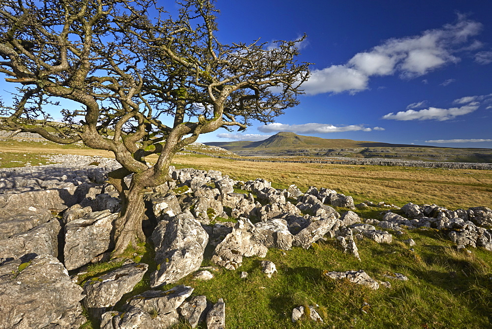 Ingleborough seen from Twistleton Scar, Yorkshire Dales National Park, North Yorkshire, England, United Kingdom, Europe