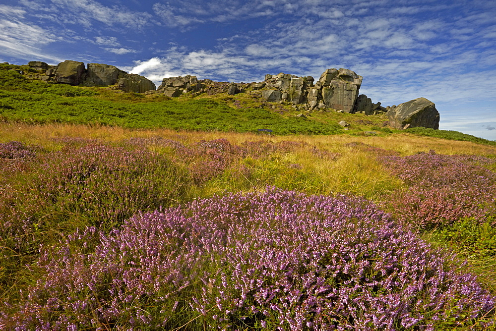 The Cow and Calf rocks and heather covered Ilkley Moor in late summer, West Yorkshire, England, United Kingdom, Europe