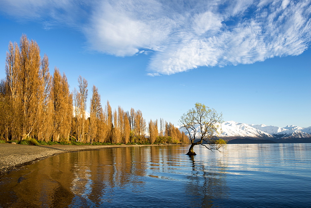 The Wanaka Tree at sunrise, Otago, South Island, New Zealand, Pacific