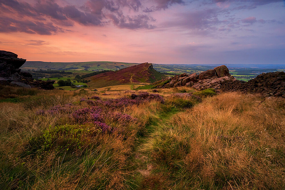 Hen Cloud with covering of heather, The Roaches, Peak District, Staffordshire, England, United Kingdom, Europe