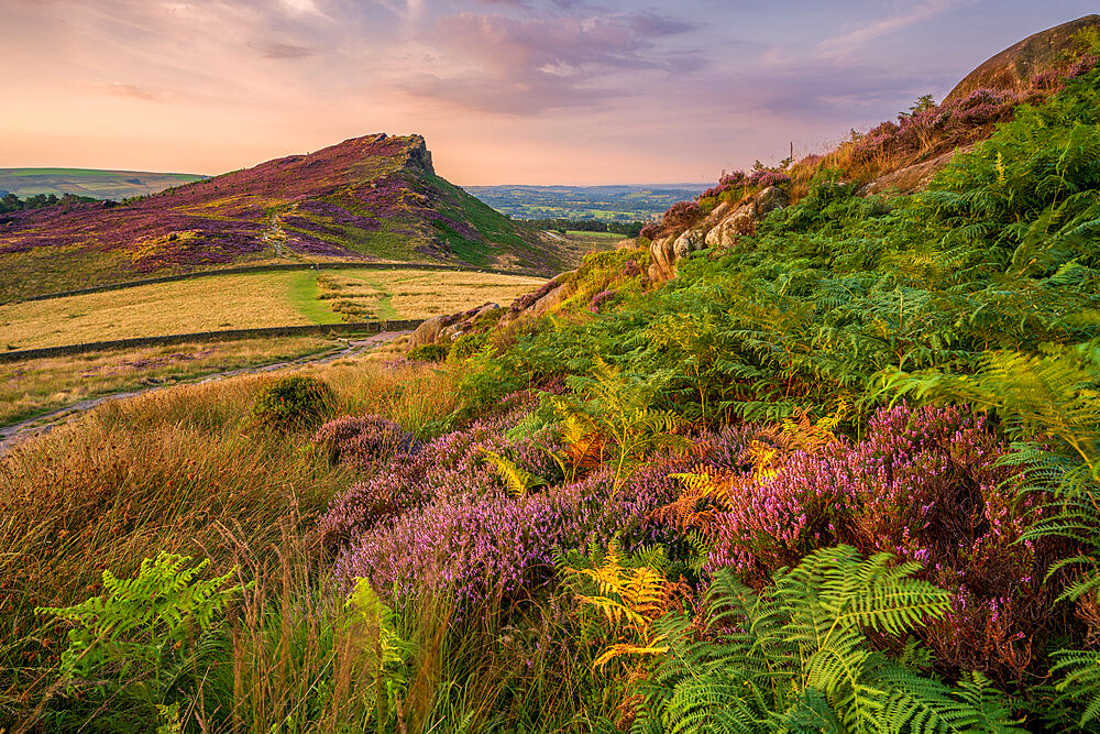 Hen Cloud with covering of heather, The Peak District, Staffordshire, England, United Kingdom, Europe