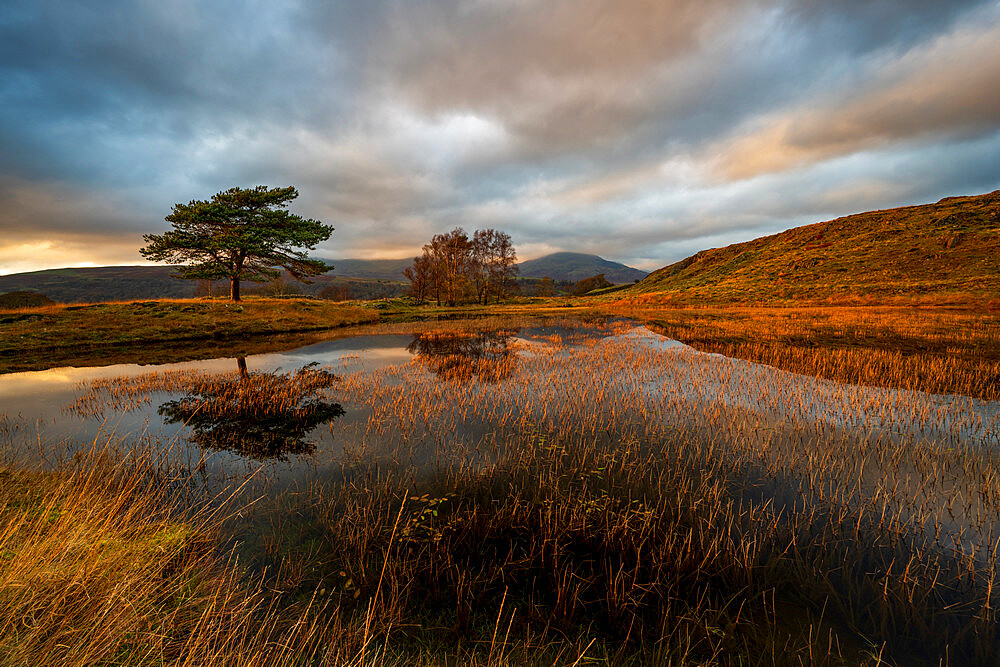 View of Kelly Hall Tarn and the Coniston Old Man, Lake District National Park, Cumbria, England