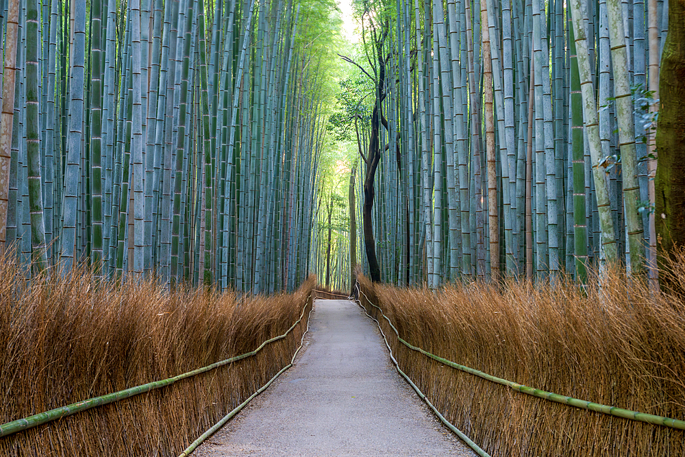 A path through a forest of bamboo at Arashiyama in Kyoto, Japan