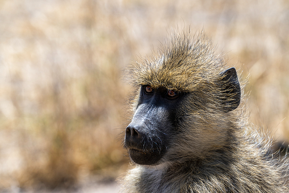 Female Yellow Baboon (Papio cynocephalus), Amboseli National Park, Kenya, Africa