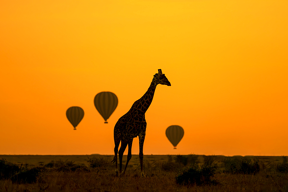 Giraffe silhouetted at sunrise with hot air balloons, Maasai Mara Game Reserve, Kenya, Africa