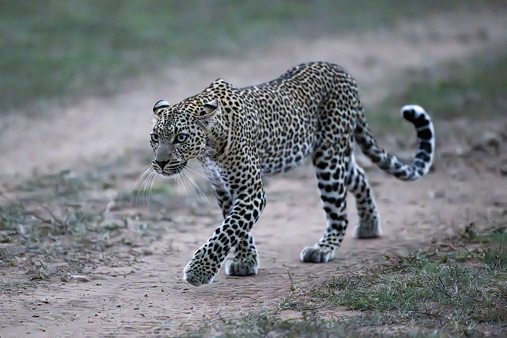 Male leopard preparing for hunt, Maasai Mara Game Reserve, Kenya, Africa