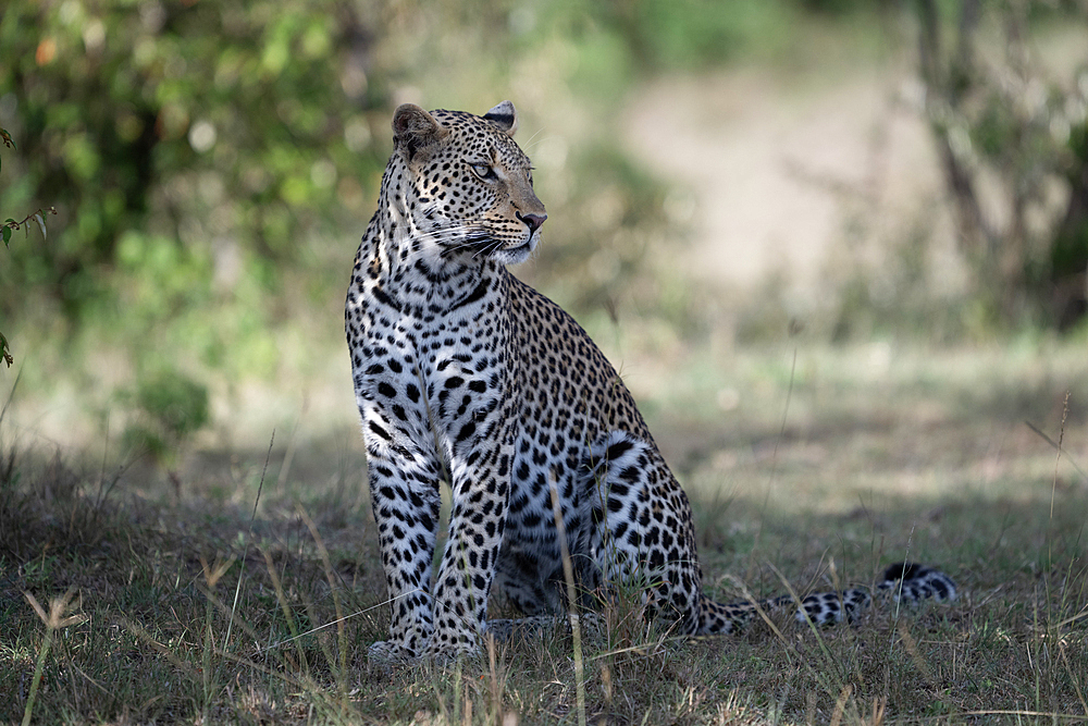 Male leopard, Maasai Mara Game Reserve, Kenya, Africa