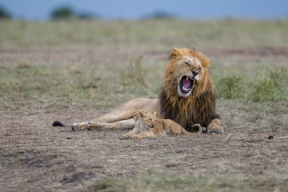 Male lion with cub, Maasai Mara Game Reserve, Kenya, Africa