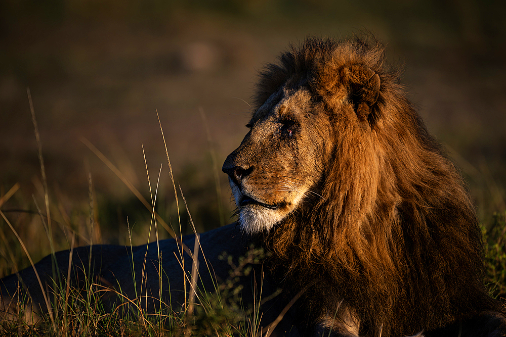 Male lion with eye injury at sunrise, Maasai Mara Game Reserve, Kenya, Africa