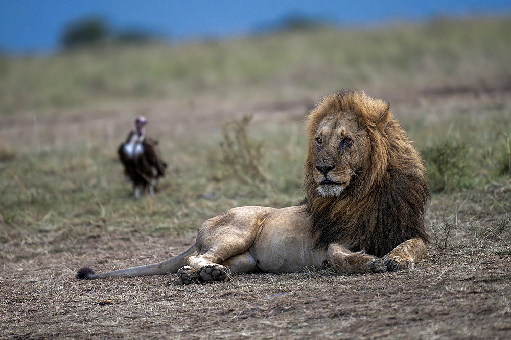 Male lion with vulture in background, Maasai Mara national reserve, Kenya, Africa